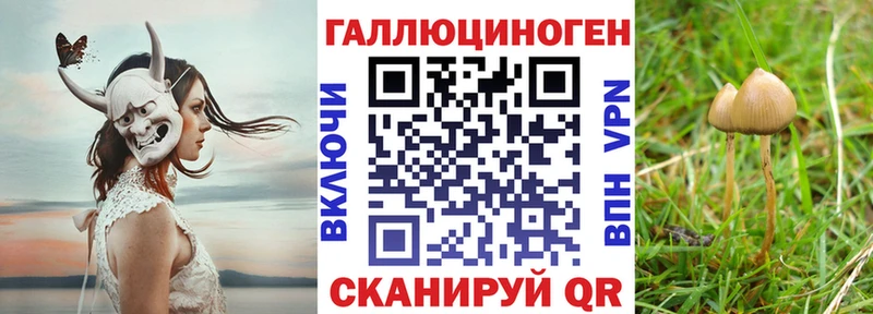 Псилоцибиновые грибы GOLDEN TEACHER  купить   Бердск 