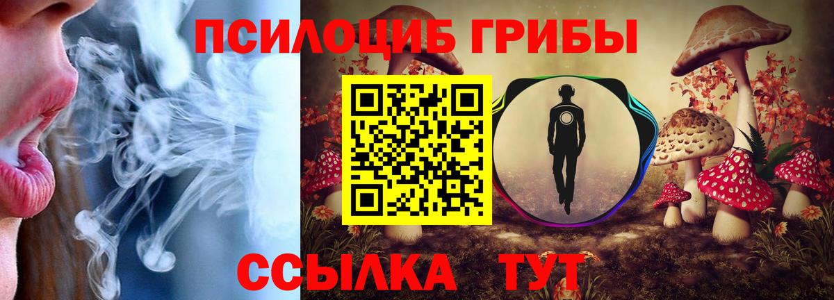 Псилоцибиновые грибы Psilocybe Бердск