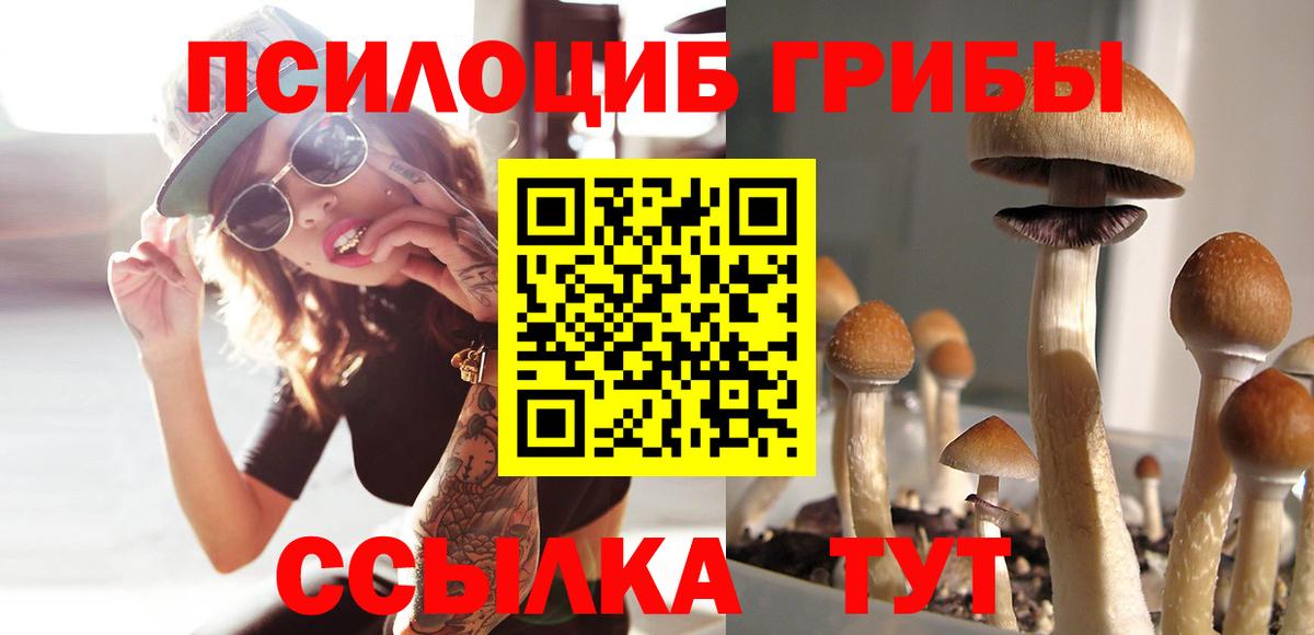 Псилоцибиновые грибы мицелий  Псилоцибиновые грибы MAGIC MUSHROOMS  Бердск  Вход с VPN 
